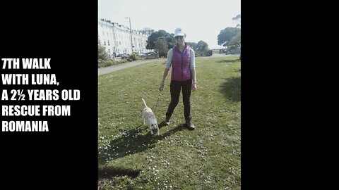 Sunny Happy Doggy Walks with Luna, Frieda and Healey