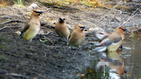 Cedar Waxwing