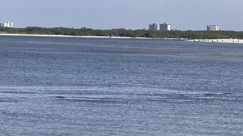 Just Another Manatee Monday (Widescreen) 4K