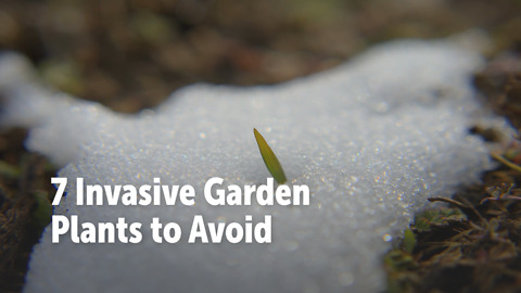 7 Invasive Garden Plants to Avoid