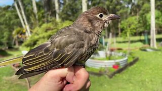 Pesky Figbird Thinks It's A Bat, Meet Sylvia - Behind The Scenes Working In Mandi's Bat Aviary