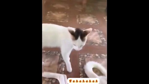 The cat got bitten by the dog 🤣 funny video