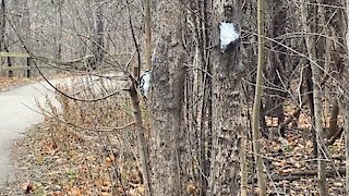 Hairy Wood Pecker having something