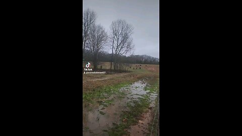 Happy cows and calves.