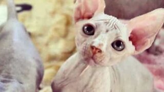 Ce chat Sphynx a un caractère bien trempé !