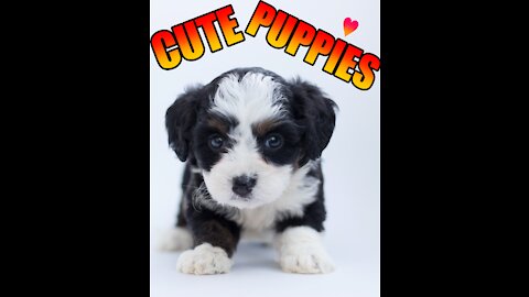 Adorable CUTE PUPPIES [COMPILATION #3]