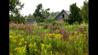 Wildflowers of New Hampshire: More than just a pretty face!