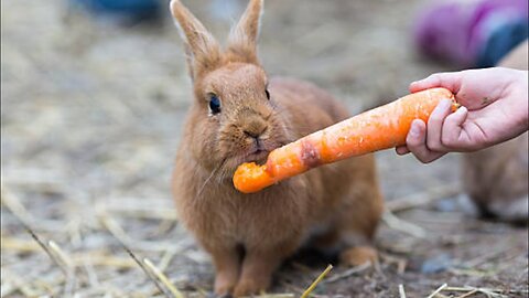 Cute Rabbit Eating Carrot - Rabbit Eating Carrot