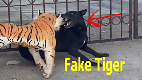 Troll Prank dog & Fake Tiger Prank To dog | Videos Troll 2021