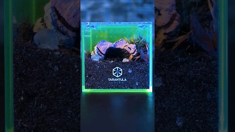 Tarantula Collective CRIB ENCLOSURE!