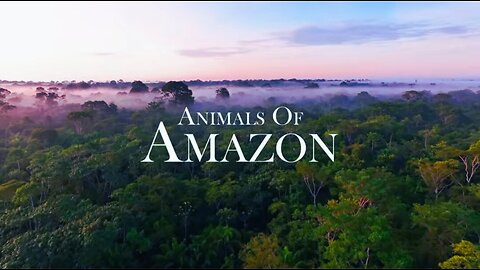 Animals of Amazon 4K - Animals That Call The Jungle Home | Amazon Rainforest |Scenic Relaxation Film