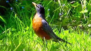 IECV NV #373 - 👀 American Robin Exploring The Backyard 🐦5-29-2017