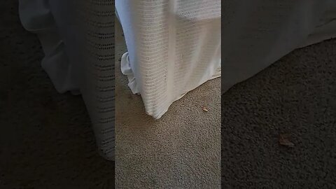 GHOST CAUGHT ON CAM (kitty in a blanket)