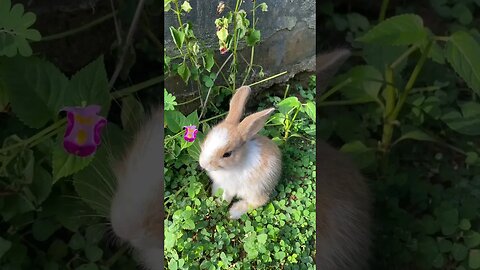 Baby Rabbit Enjoying Morning Sun #Shorts #baby #Rabbit 2023 2