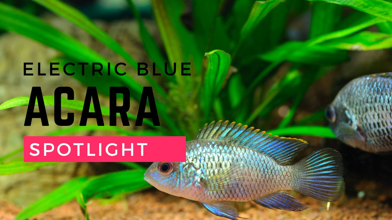 Electric Blue Acara Cichlids: Stunning Colors & Easy Care Tips!