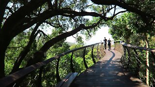 SOUTH AFRICA - Cape Town - Kirstenbosch National Botanical Garden (Video) (dnp)