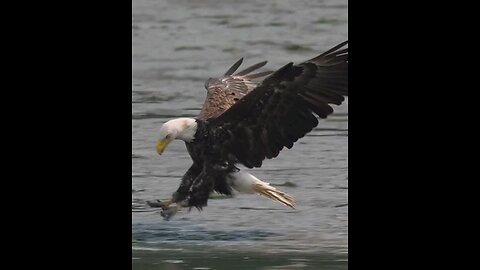 How does a hawk pick up a moving fish? 🙈😮 Amazing video