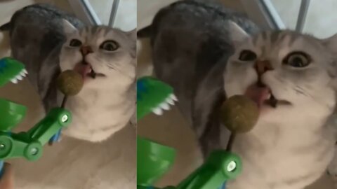 Funny cat eating candy