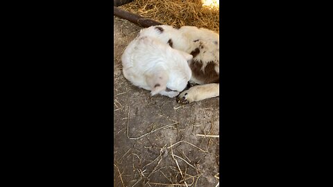 Tiny lambs love to be petted