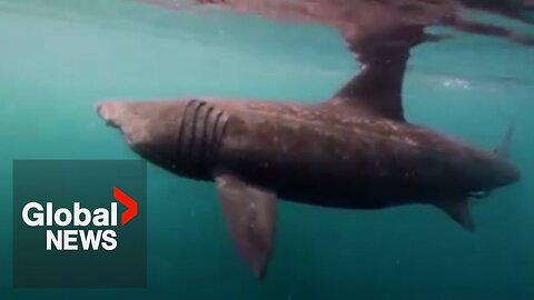 Basking shark spotted off BC coast, expert says sighting is like seeing a "unicorn" | NE