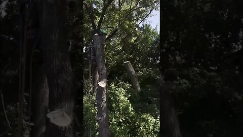 Tree Work = Freedom