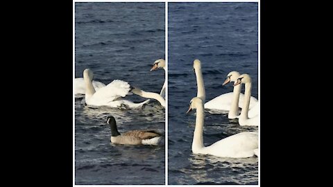 This Swan is a Bully, Pecking other's butthole is its hobby 🤣🤣