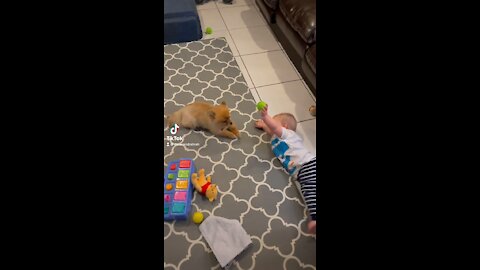 Baby Throws Ball At Dog