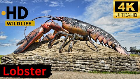 LOBSTER VIDEOS: The Ultimate Compilation of Crustacean Shenanigans ll Epic Fail ll