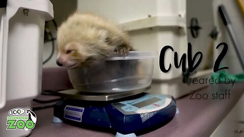 Something New At The Zoo Red Panda Cubs!