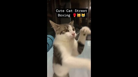 Cute Cat Street Boxing.