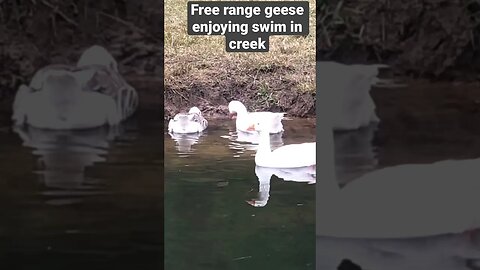 Our free range geese enjoy swimming in the creek every day ❤️