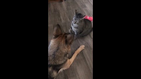 Funny dog and cat fighting #trending