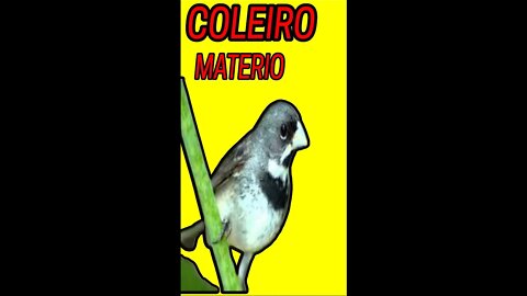 Canto de coleiro mateiro #shorts