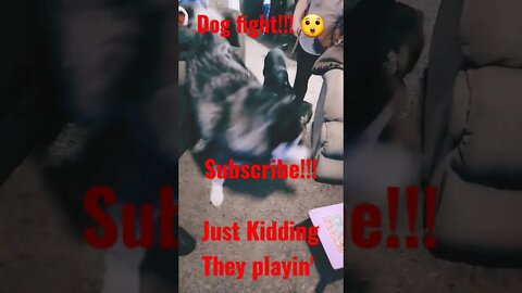 Dogz will be Dogz... God Bless All! Smile a lil'! Joker vs Bella vs Harley~Quinn ♥️ 😍 😎 SUBSCRIBE!