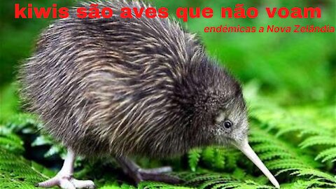 kiwis são aves que não voam endémicas a Nova Zelândia