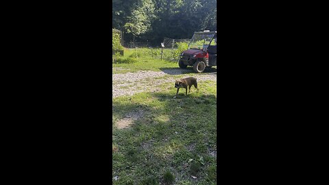 Waiting on The 4-Wheeler 🐶 Chamberlin Family Farms #boxer #dog #farming #homesteading