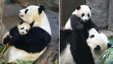 Mama Panda Spends Some Quality Time with Her Baby Panda. Baby Panda Loves to Play with his Mom.