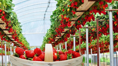 USA Farmers Harvest Thousands of Tons of Strawberry