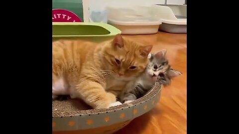 Funny Cat Video Compilation | Funniest Animal Videos V3