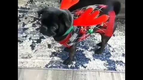 Funny Pug / Very Cute Video #shorts