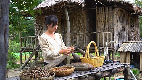 go up the mountain to harvest chestnuts