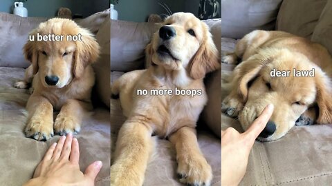 Booping My Dog Too Many Times