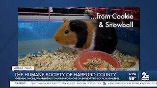 Cookie and Snowball the Guinea Pigs are up for adoption at the Humane Society of Harford County