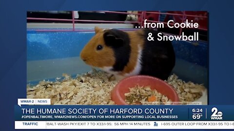 Cookie and Snowball the Guinea Pigs are up for adoption at the Humane Society of Harford County