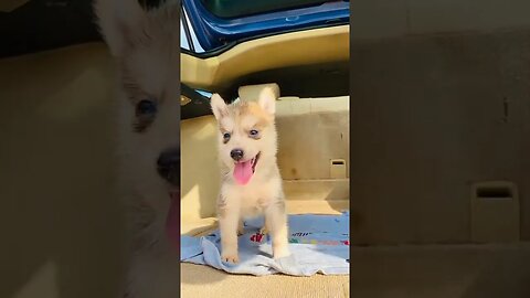 Did that Husky Puppy just howl? 😨 #shorts #puppy #huskylovers