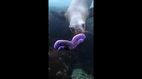 Sea lion playing fetch with a sea star 🐶