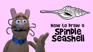 How to Draw a Spindle Seashell