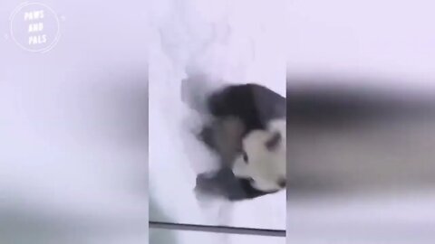 Funny baby pandas | Baby panda falling