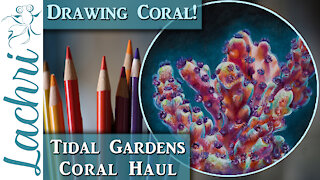 Coral Haul from Tidal Gardens & Drawing coral in Colored Pencil - Lachri