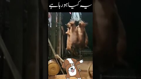 یہ کیا ہو رہا ہے#funnydogs #funnycomedyvideo #funnydog